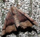 IMG_4060 - Copy_resize