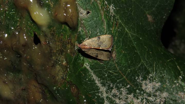 IMG_5096 - Copy_resize