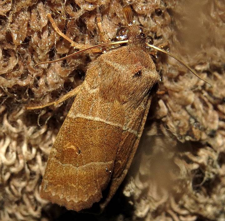 IMG_5490 - Copy_resize