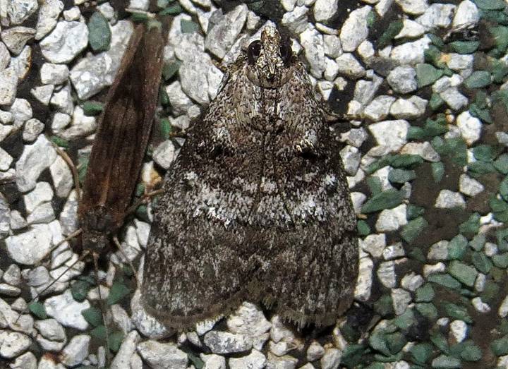 5606 Prococera asperatella_resize