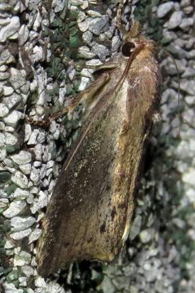IMG_1887 - Copy_resize