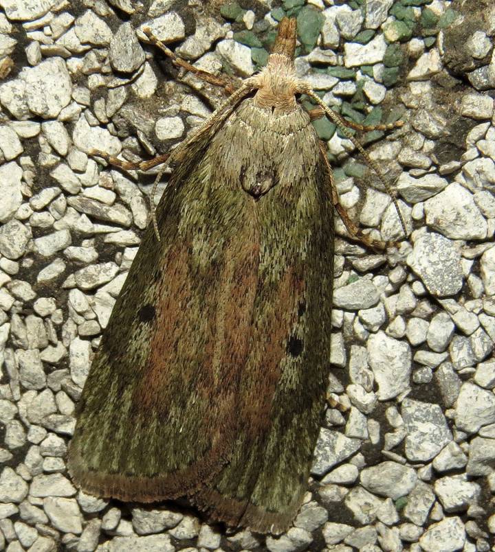 IMG_2979 - Copy_resize