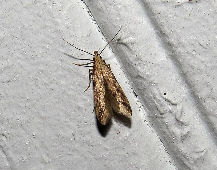 IMG_6978 - Copy_resize