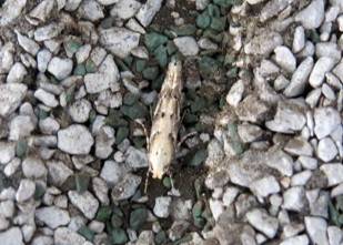 IMG_5178 - Copy_resize