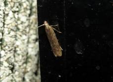 IMG_2834 - Copy_resize