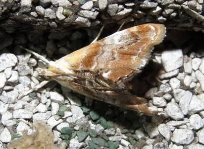 0 IMG_5104 - Copy_resize