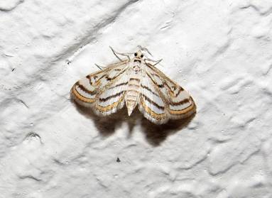 0 IMG_9284 - Copy_resize