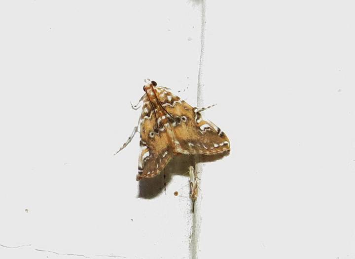 0 IMG_0233_resize
