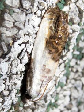 IMG_8495 - Copy_resize