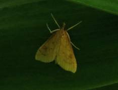 0 IMG_2568 - Copy_resize