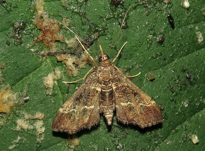 Duponchelia fovealis - Copy_resize