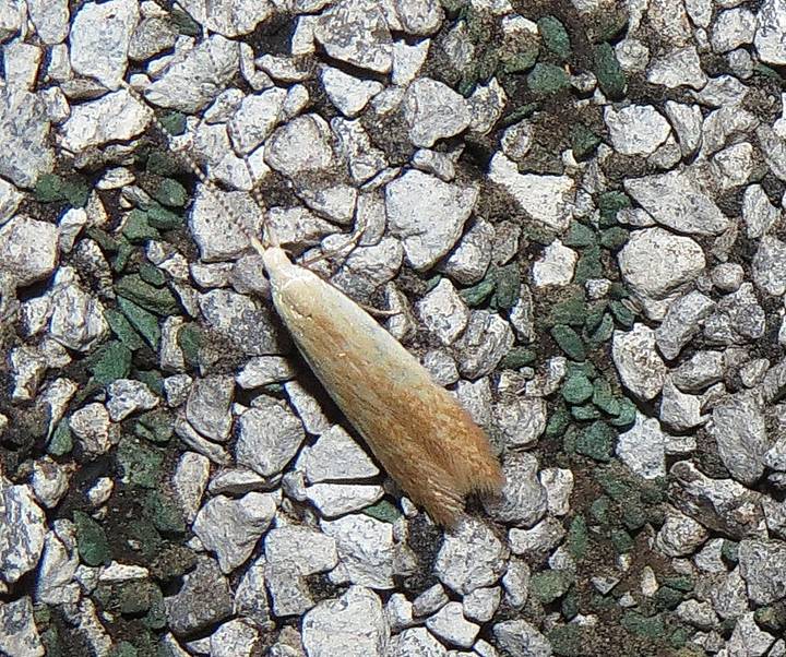 0126 Coptotriche sp