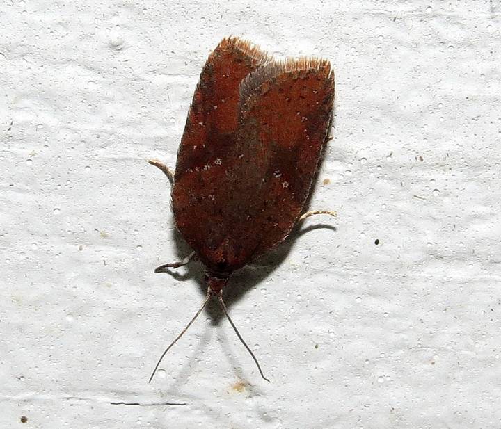 Acleris 14 Nov 2017 Appleton_resize