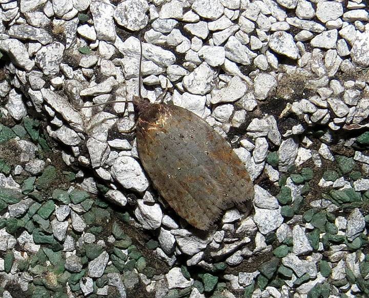 Acleris 27 June 2017 Appleton_resize