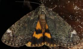 IMG_5845 - Copy