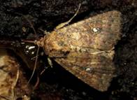 IMG_2947 - Copy_resize