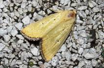 IMG_2095 - Copy_resize