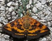 IMG_8700 - Copy