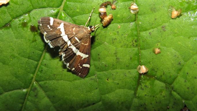 Spoladea recurvalis
