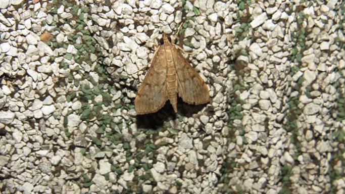 Herpetogramma phaeopteralis