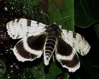 IMG_0865 - Copy_2_resize
