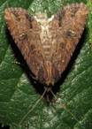 IMG_4748 - Copy