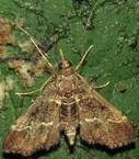 Duponchelia fovealis - Copy_resize - Copy