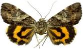 Catocala aestivalia HT