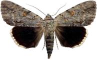 Catocala myristica
