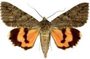 Catocala repudiata 1733