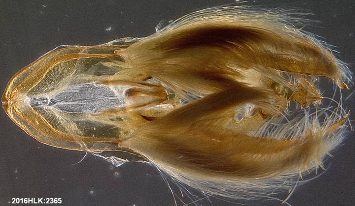 C longicosta capsule ventral hairs