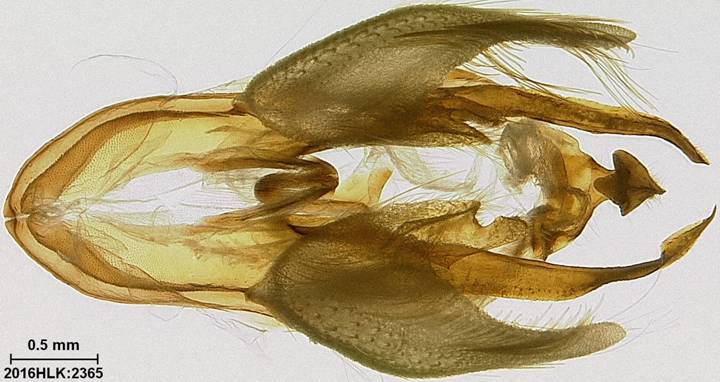 C longicosta capsule ventral