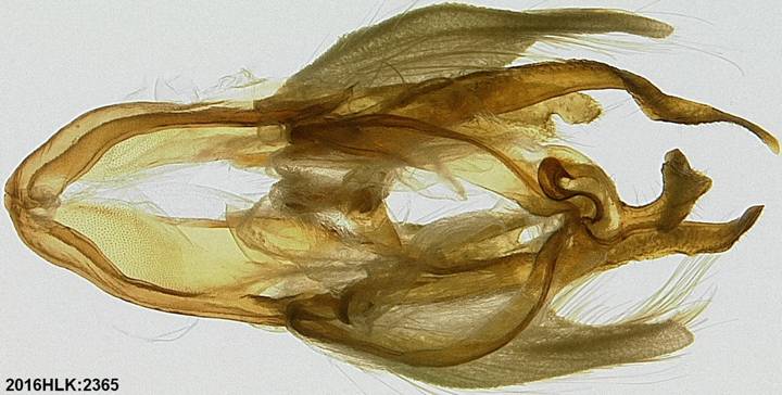 C longicosta capsule dorsal