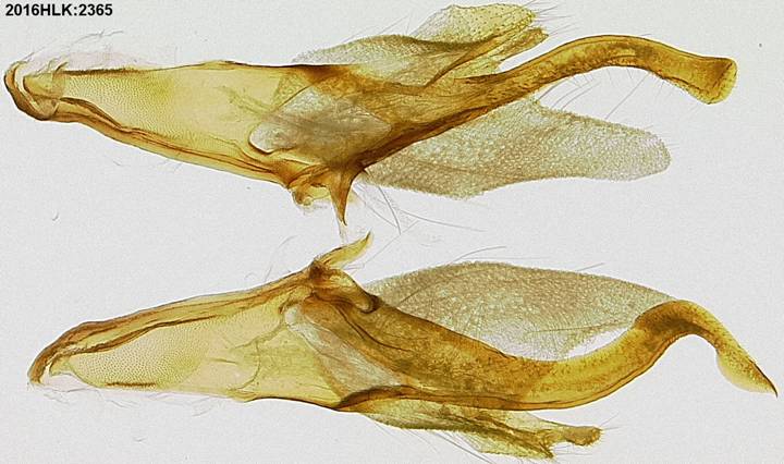 C longicosta valvae inner