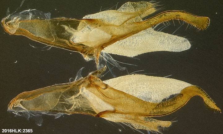 C longicosta valvae inner b