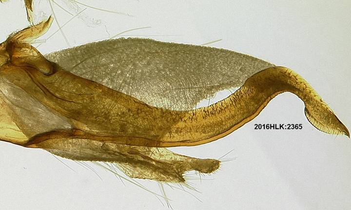 C longicosta valvae inner clasper right