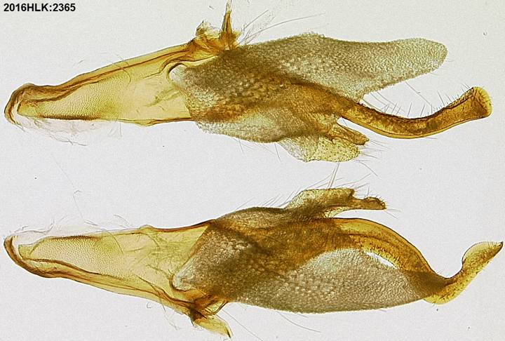 C longicosta valvae outer