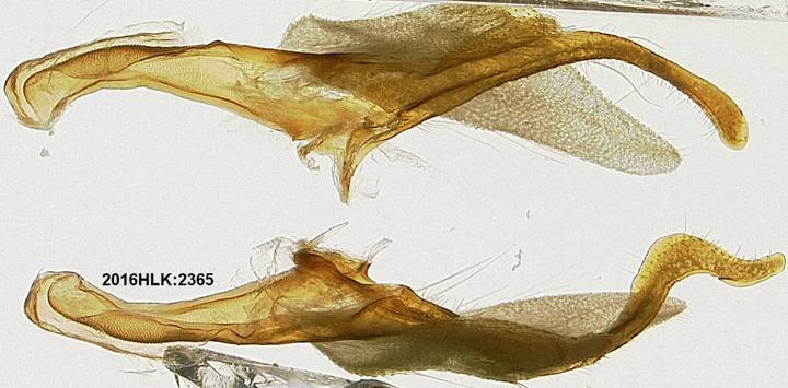 C longicosta valvae ventral