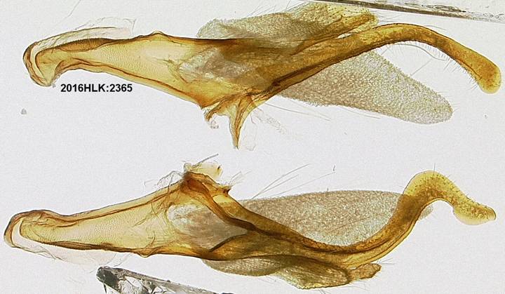 C longicosta valvae ventral ob