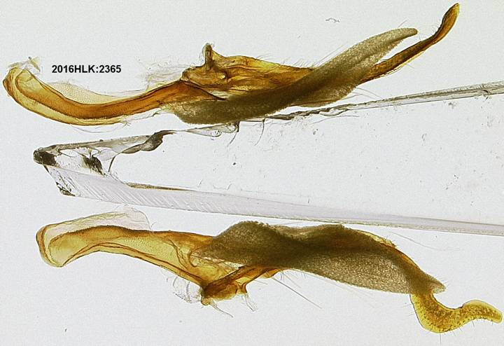 C longicosta valvae dorsal