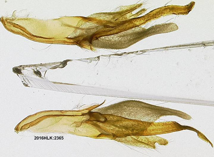 C longicosta valvae dorsal ob