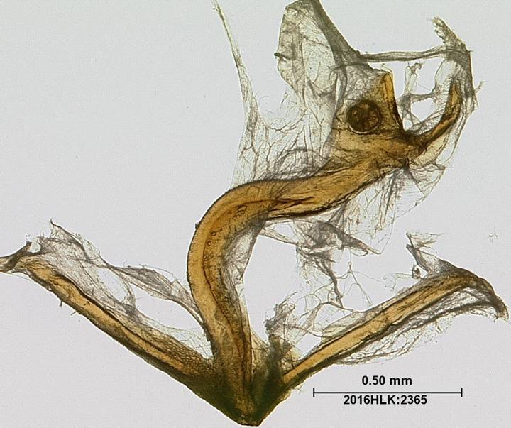 C longicosta juxta