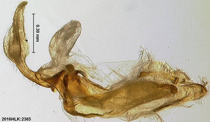 C longicosta uncus tegumen