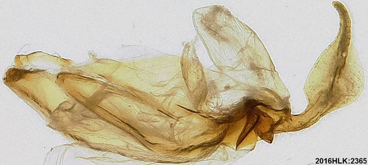 C longicosta uncus tegumen LL