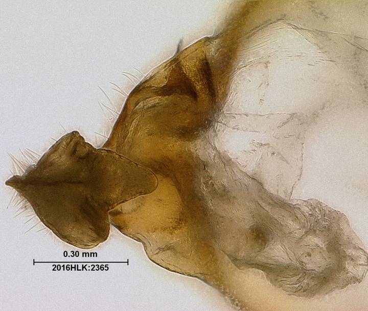 C longicosta uncus ventral