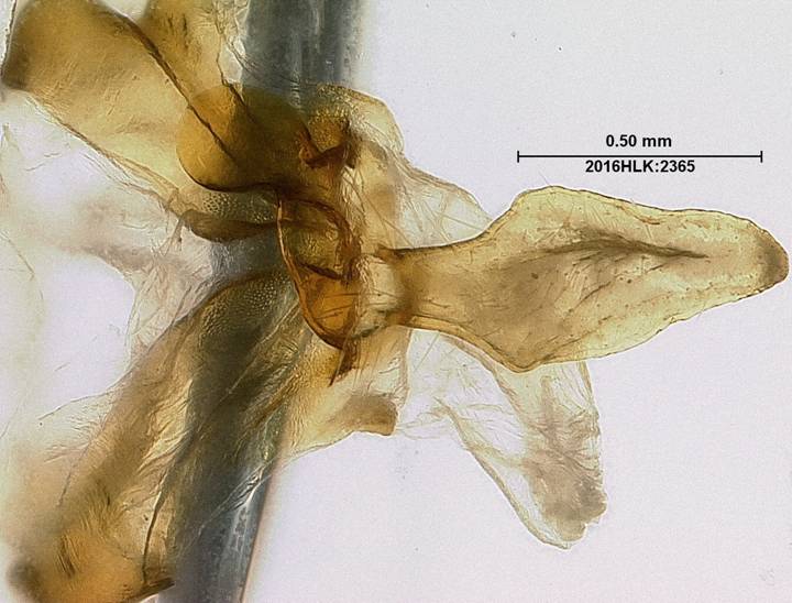 C longicosta uncus post