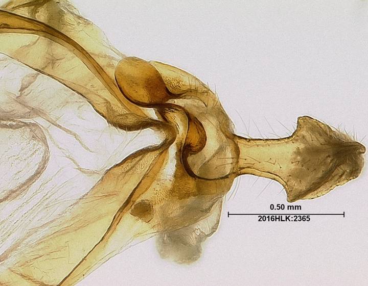 C longicosta uncus dorsal post