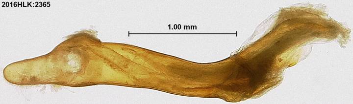 C longicosta phallus 1