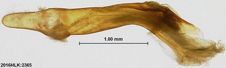 C longicosta phallus 2