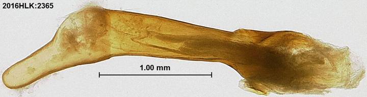 C longicosta phallus 3